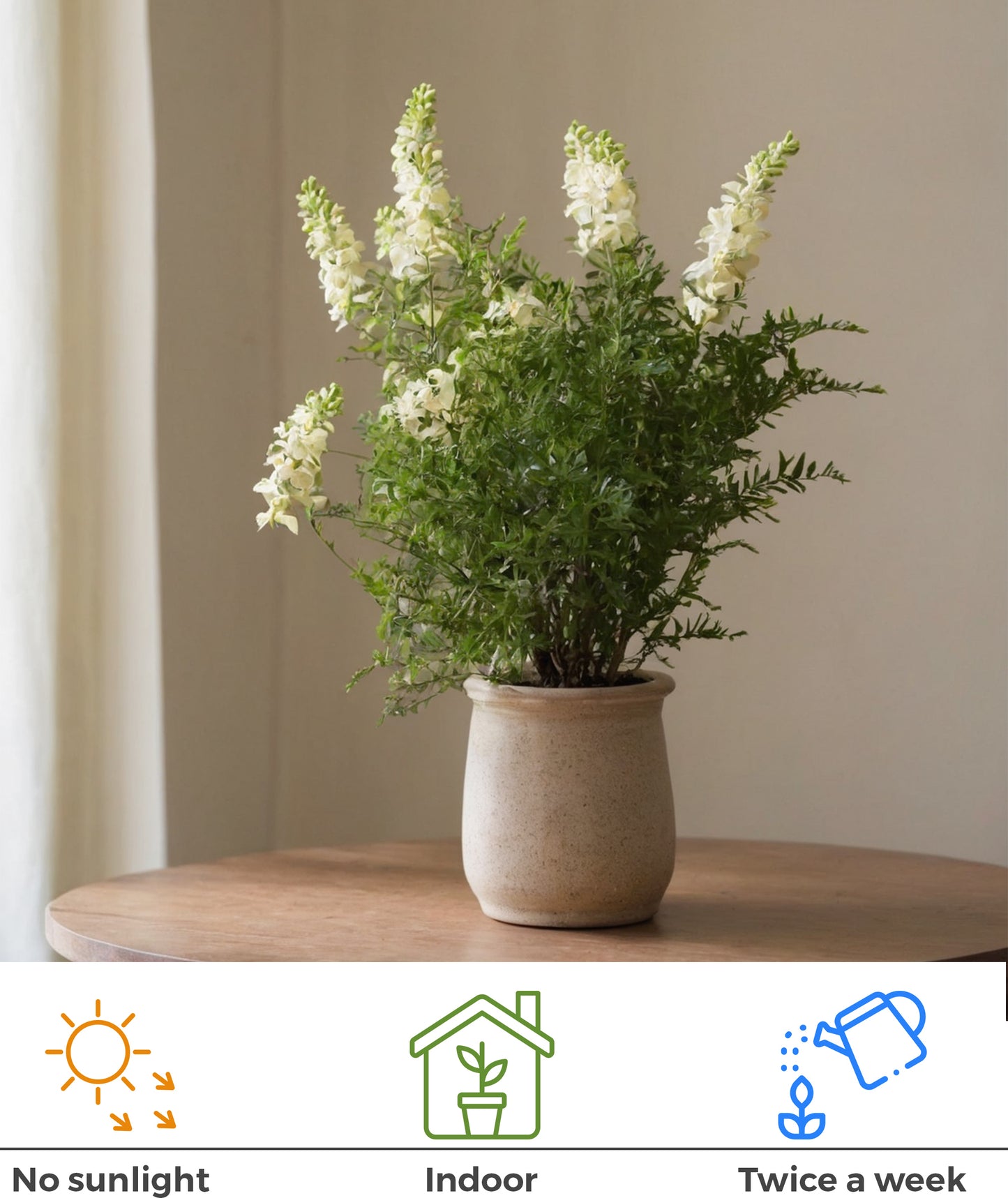 Seeds Indian Cherry Fruit Plant