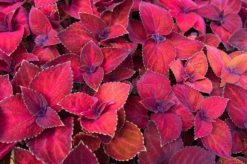 Seeds Coleus Plant