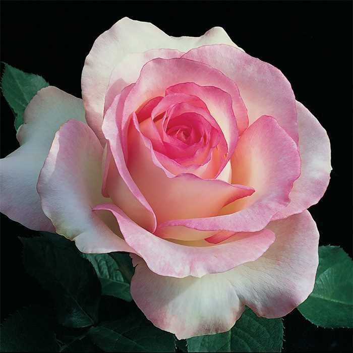 Seeds Rose (Pink White) - Plant Flowering/ Perfect Plant for Outdoor Garden and Sunny Balcony