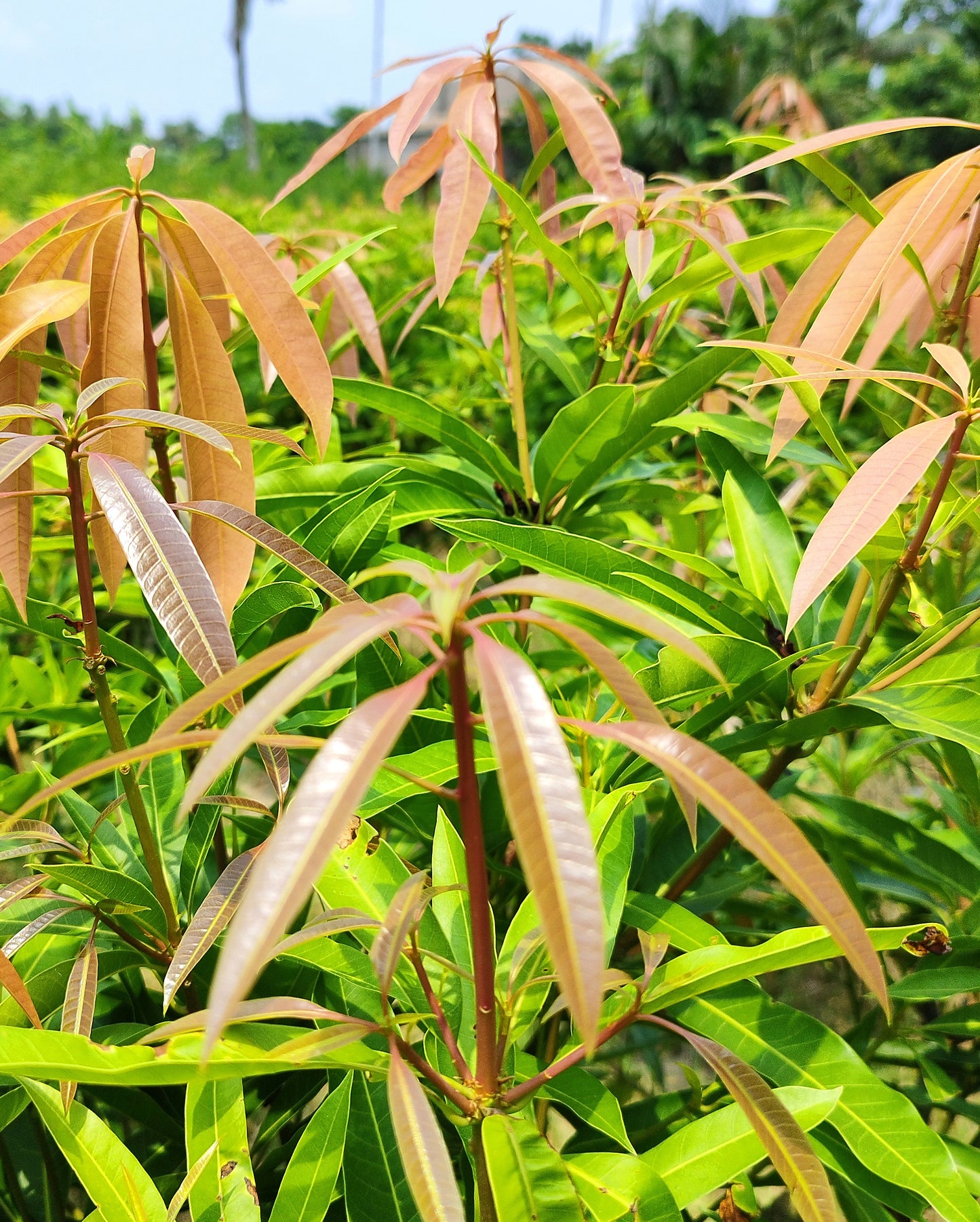 Seeds Amrapali Grafted Hybrid Mango Plant.
